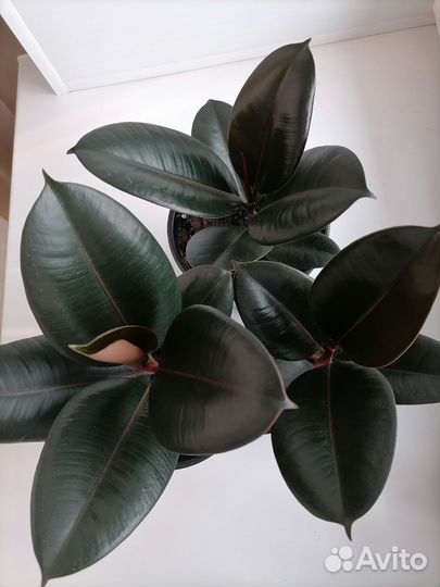 Фикус Чёрный принц