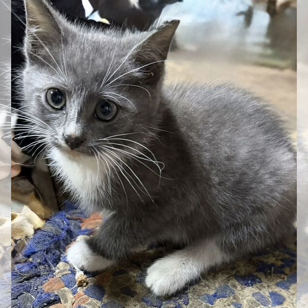 Котёнок в добрые руки