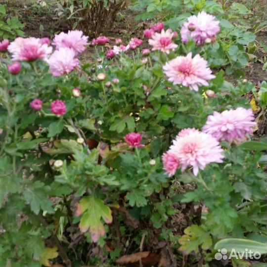 Хризантемы садовые: красные, розовые,жёлтые,кориич