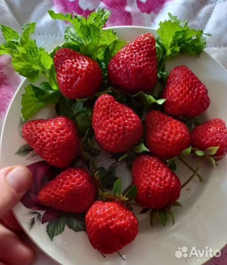 Рассада клубники