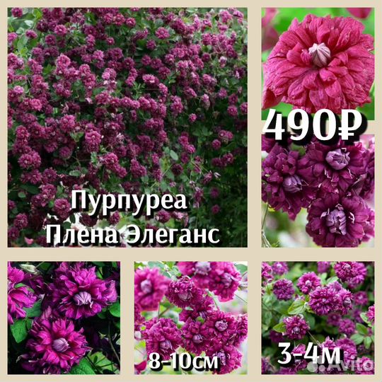 Клематис махровый