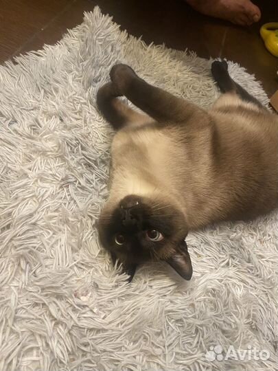 Тайский кот