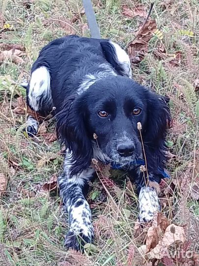 Спаниелька девочка