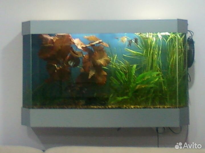 Обслуживание аквариумов