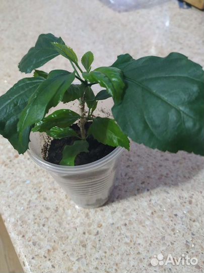 Гибискус шизопеталус