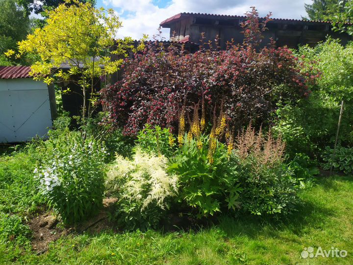 Герань садовая, душица, астильба, бузульник