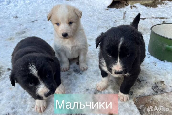 Щенок в добрые руки бесплатно