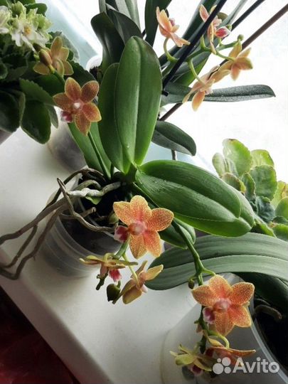 Детка орхидеи мистерпис арома