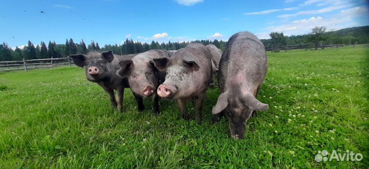 Мясо свинина домашняя