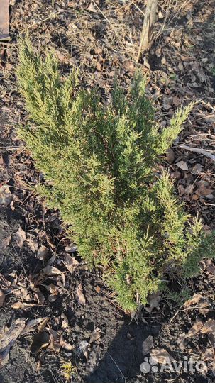 Можевельник казацкий