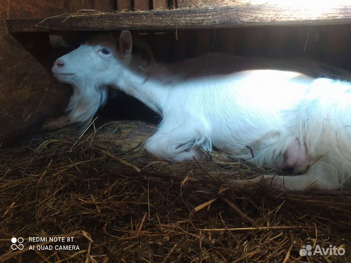 Продам дойных коз 3 и годовалого козла