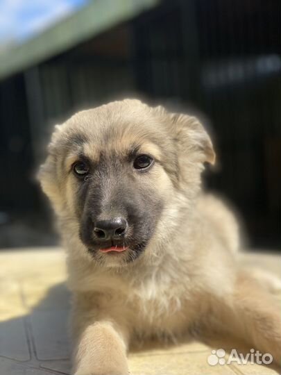 Мальчик ищет дом