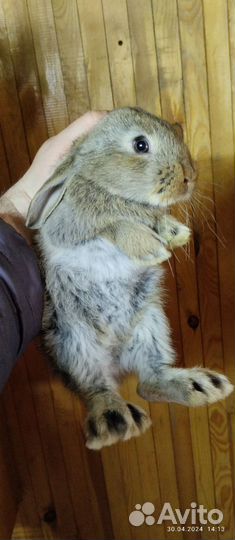Кролики мясных пород