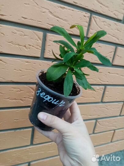 Молочай миля зефир макси