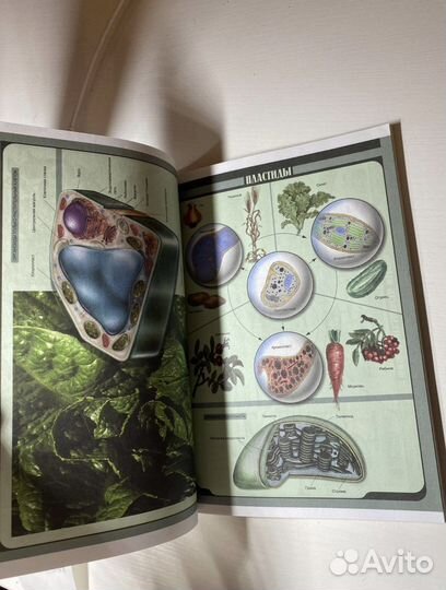 Рабочая тетрадь по биологии 7 класс