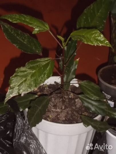 Комнатные пестролистные