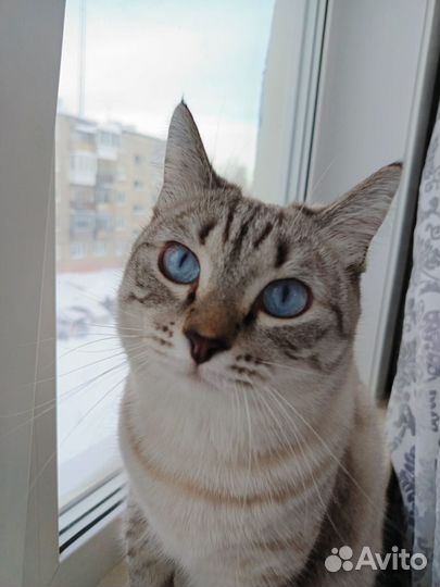 Отдам кота в добрые руки