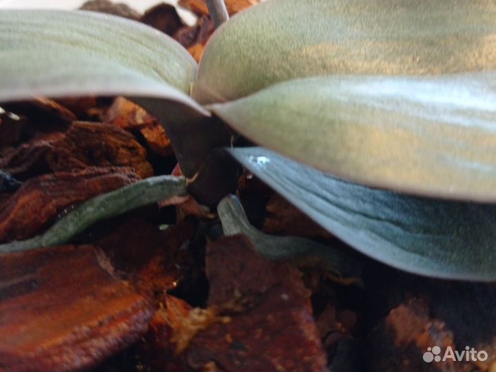 Орхидея фаленопсис мини каода