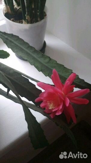 Эпифиллум розовый или Филлокактус