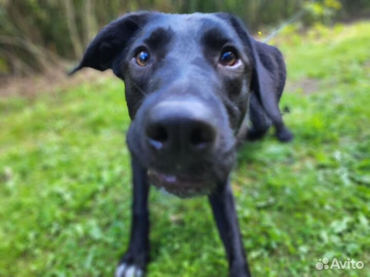 Молодая собака редкой красоты