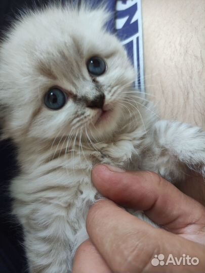 Продам котёнка породы хайленд фолд