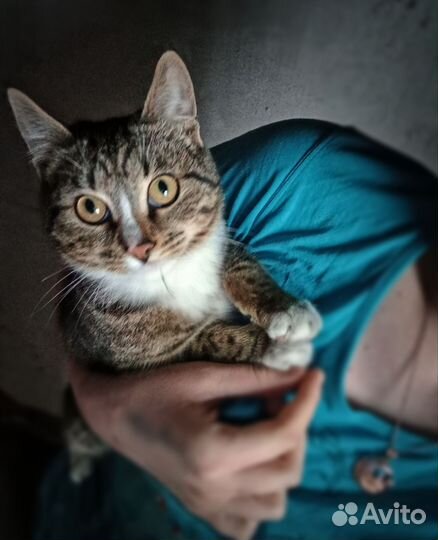 Европейская кошка