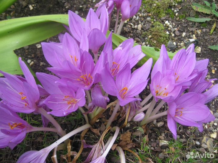 Безвременник