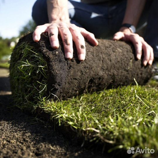 Рулонный газон с укладкой от производителя