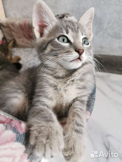 Котенок мальчик в добрые руки