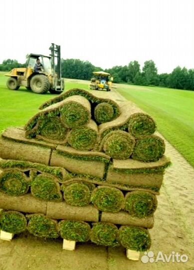 Рулонный газон