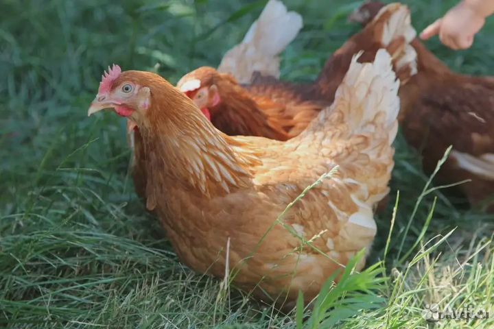 Куры несушки продам