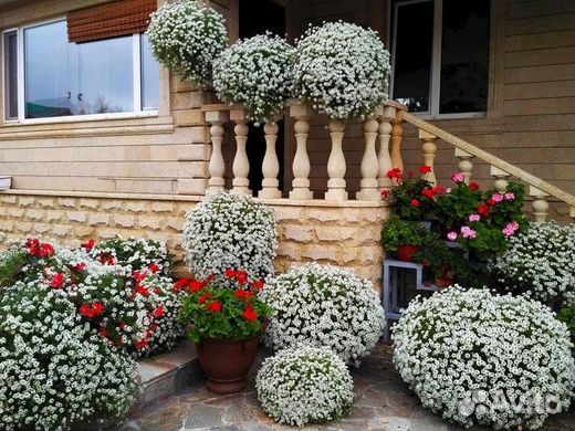 Алиссум вегетативный