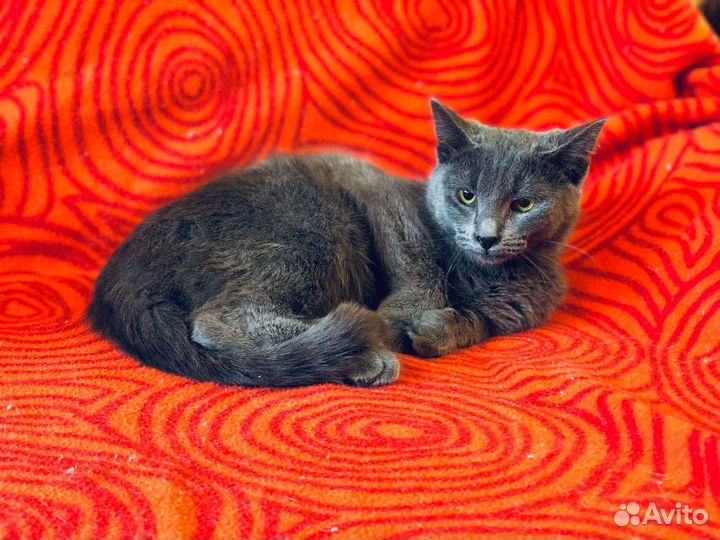 Кот-подросток