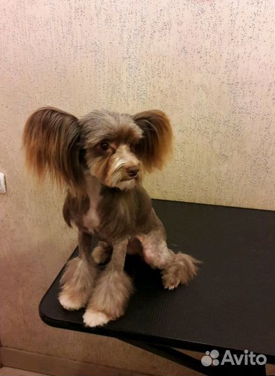 Стрижка собак и кошек- грумминг всех пород, уз чис