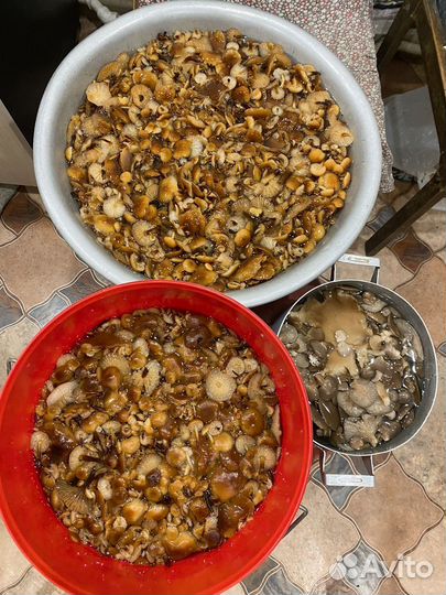 Маринованные опята