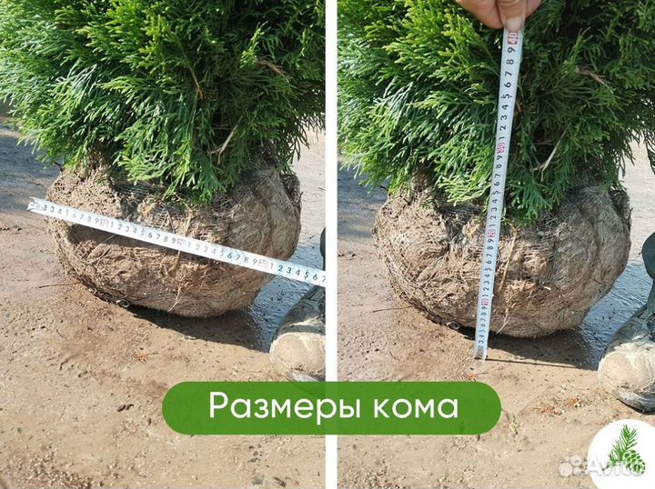 Туя Смарагд 1,3м - оптом