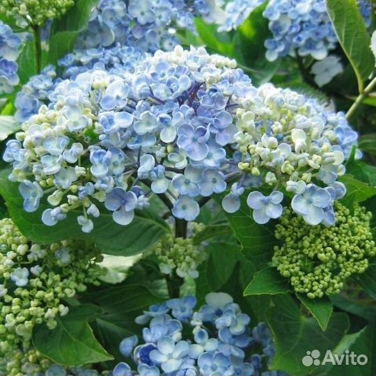 Гортензия крупнолистная Аиша