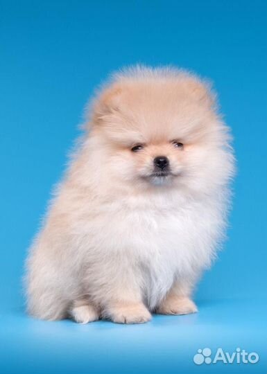 Продаются щенки шпица