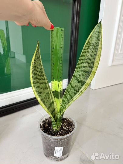 Сансевиерия лауренти