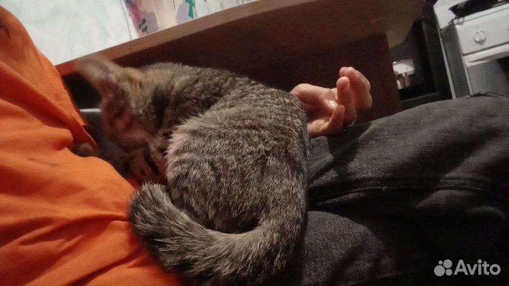 Кошечка в добрые руки