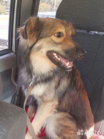 Перевозка животных