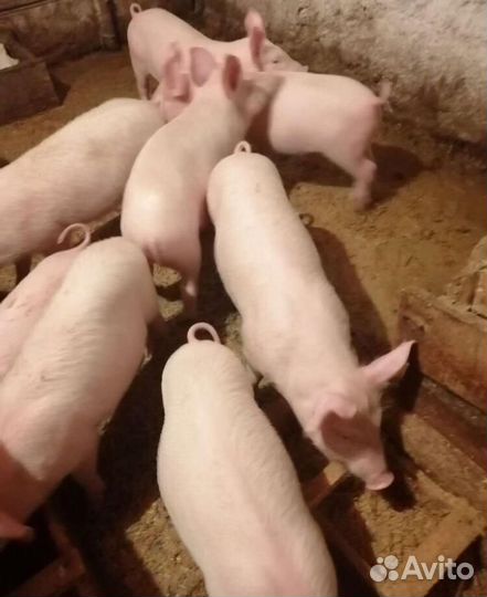 Поросята на откорм