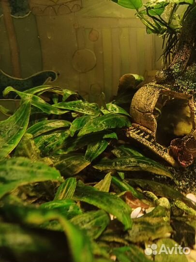 Криптокорина