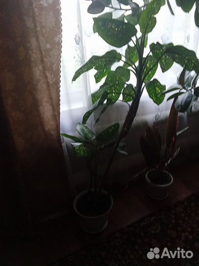 Комнатные цветы