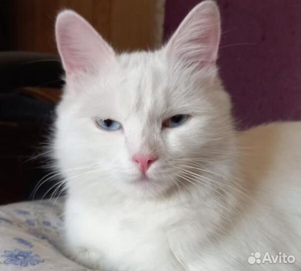 Кошка в дар