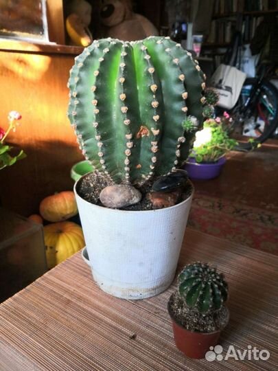 Кактусы и суккуленты