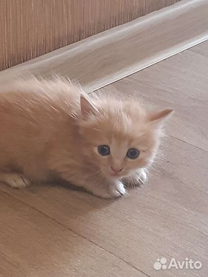 Кошка в дар бесплатно