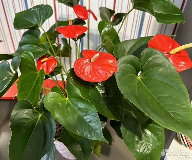 Антуриум мужское счастье и детки