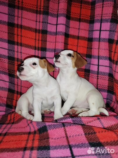 Щенки джек рассел терьер