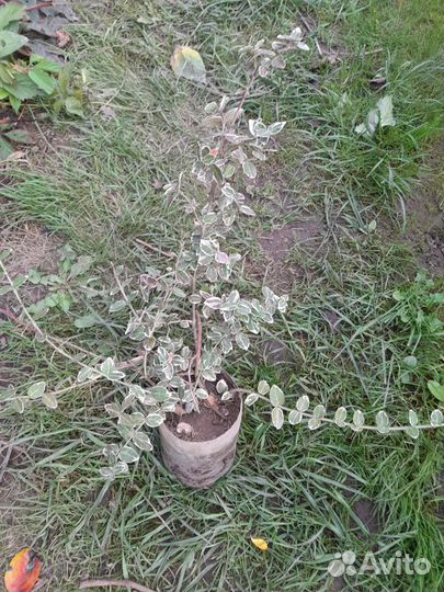 Бересклет форчуна